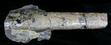 Fossil Baculites With Iridescent Shell - Reduced Price #22796-1